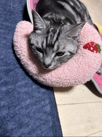 シラスの写真