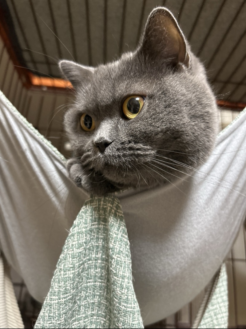 イチゴの写真