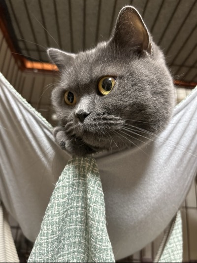 イチゴの写真