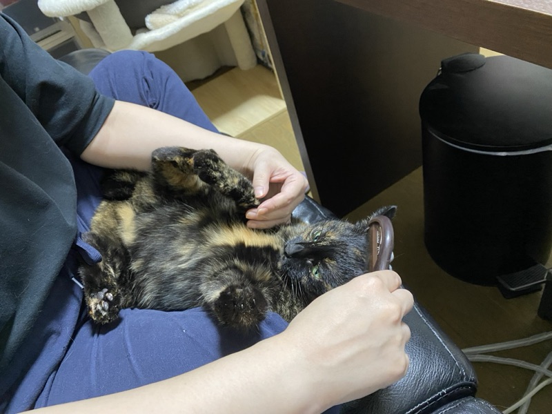 ミミの写真