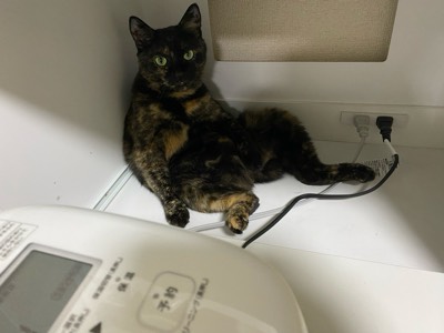 ミミの写真