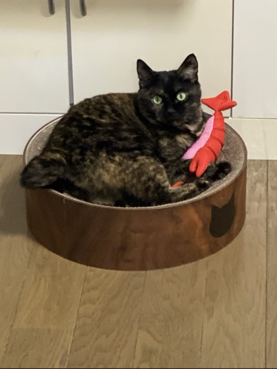 ミミの写真