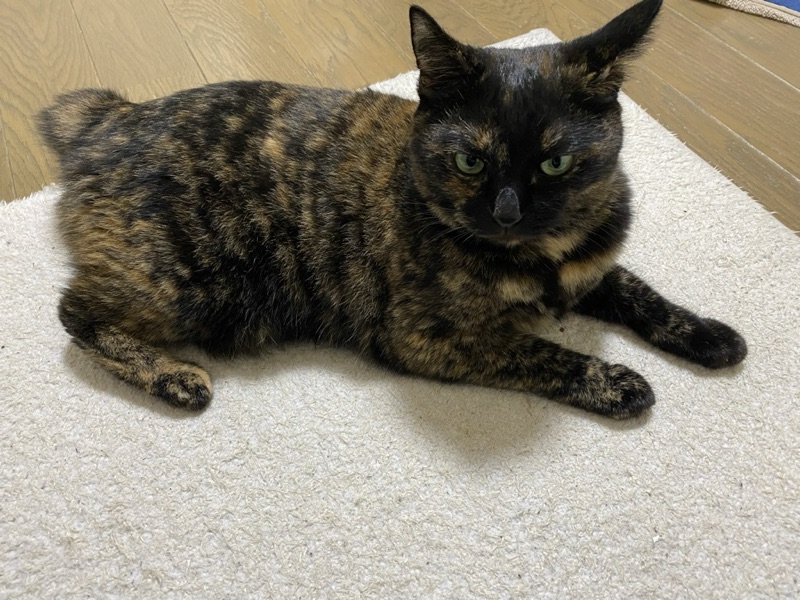 ミミの写真