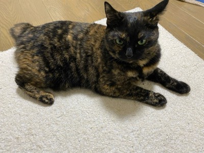 ミミの写真
