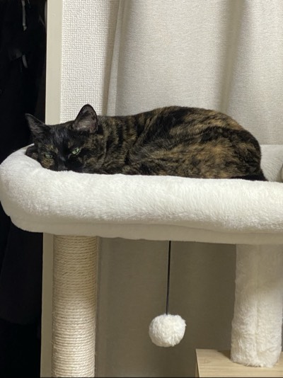 ミミの写真