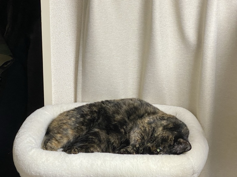 ミミの写真
