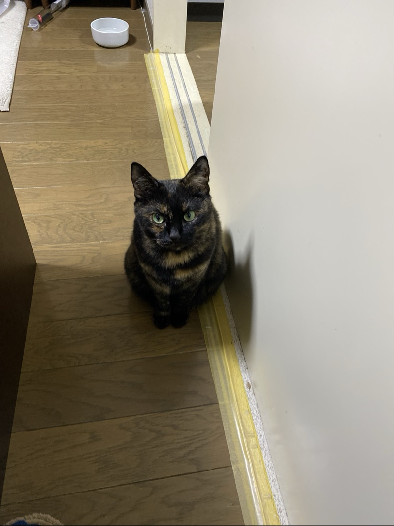 ミミの写真
