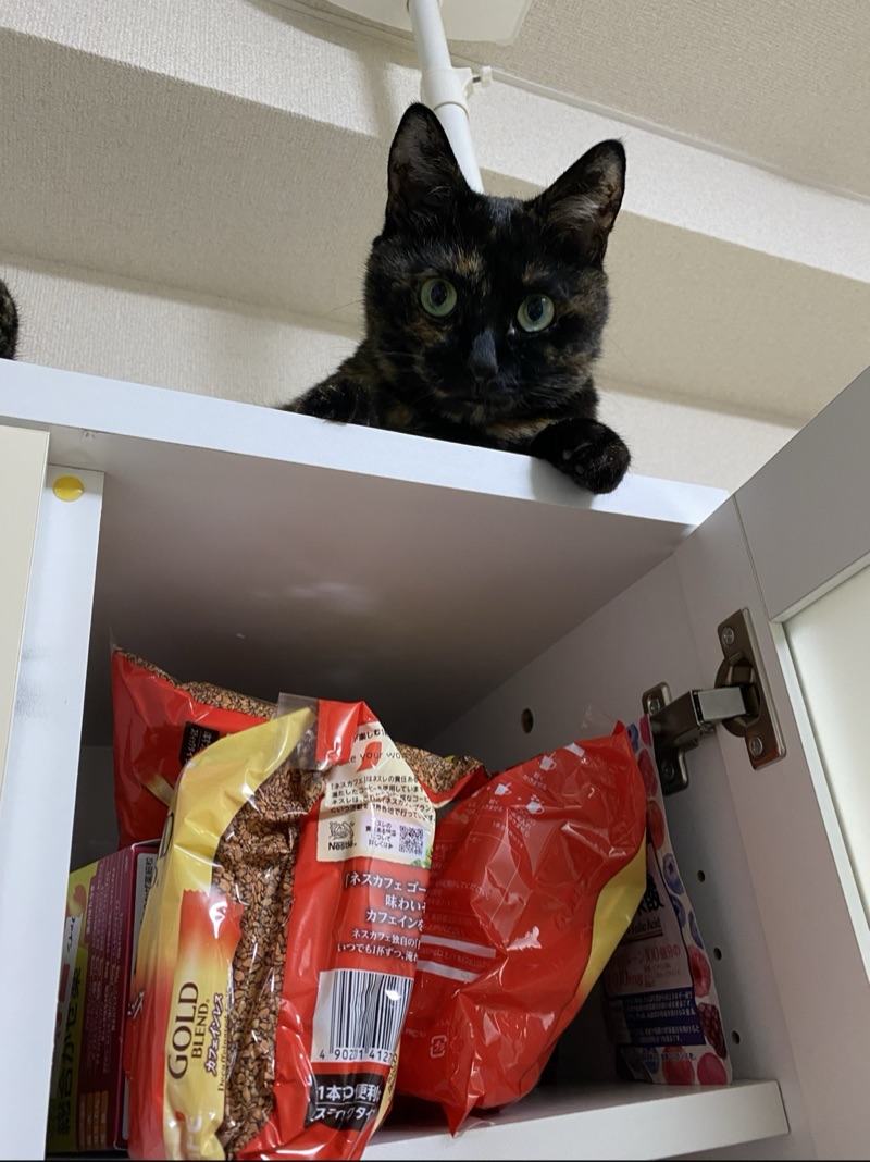 ミミの写真