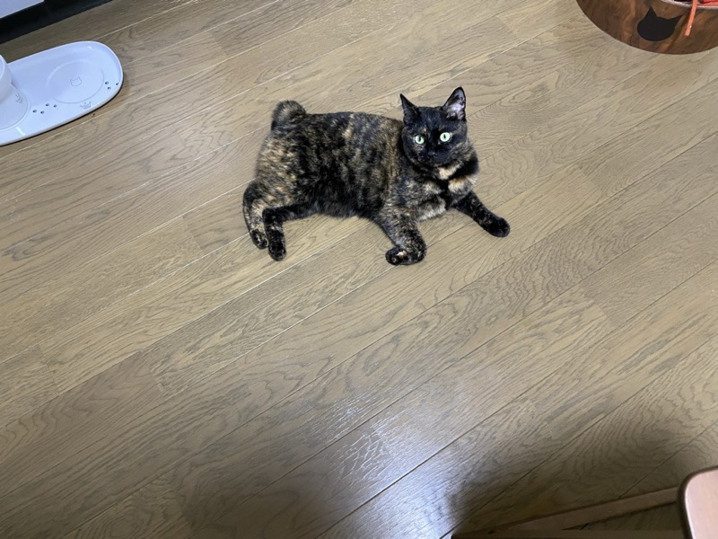 ミミの写真