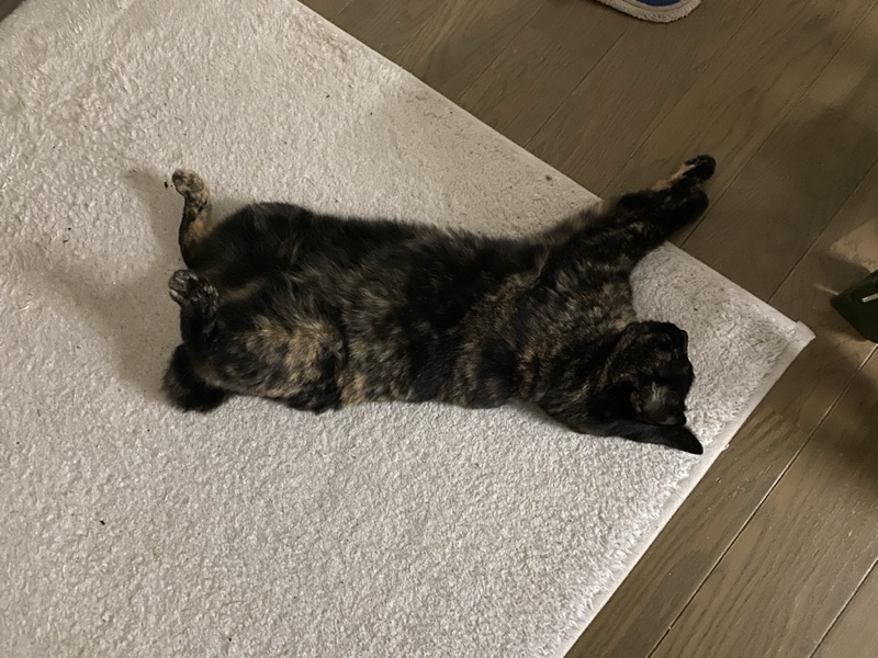 ミミの写真