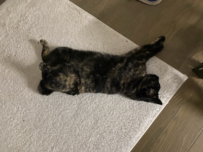 ミミの写真