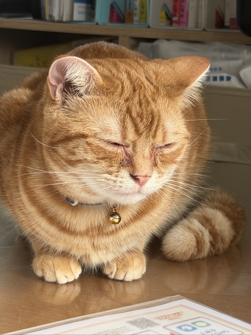ことらの写真