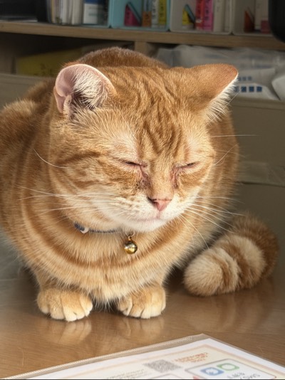ことらのプロフィール写真