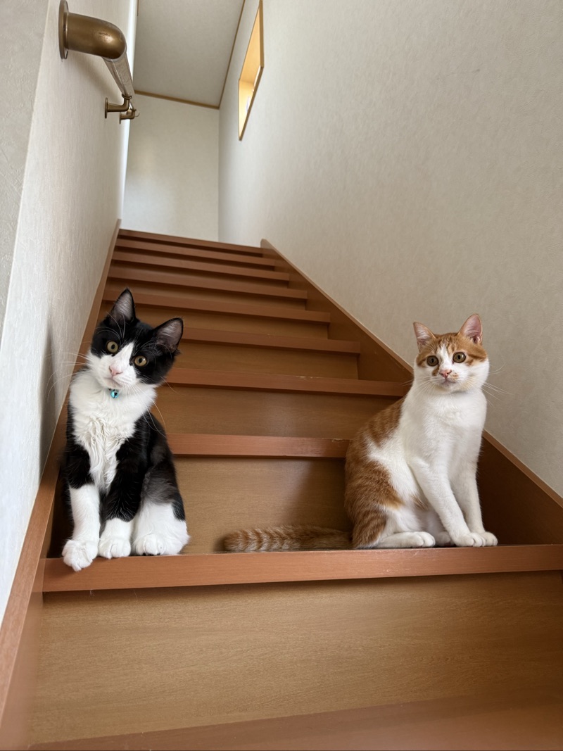 ピノの写真