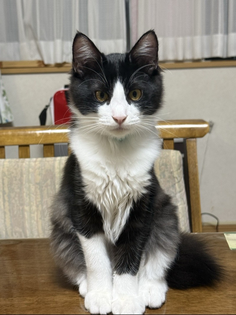 ピノの写真