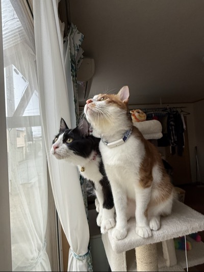 チルの写真