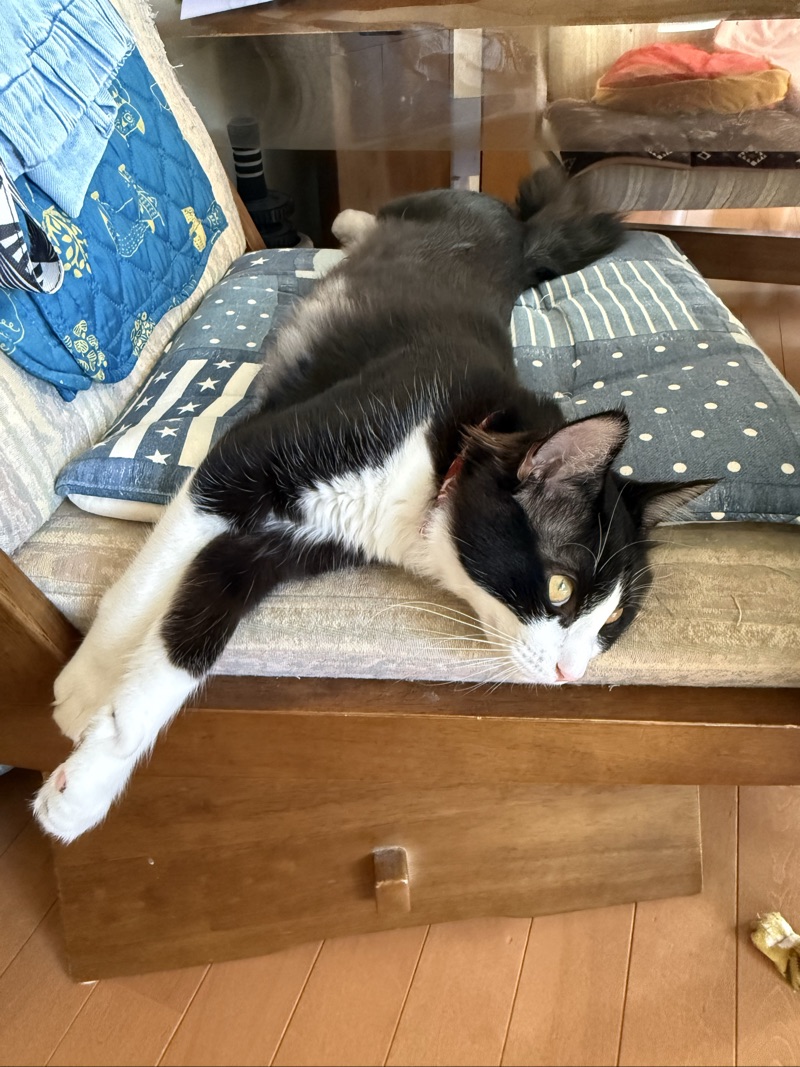 ピノの写真