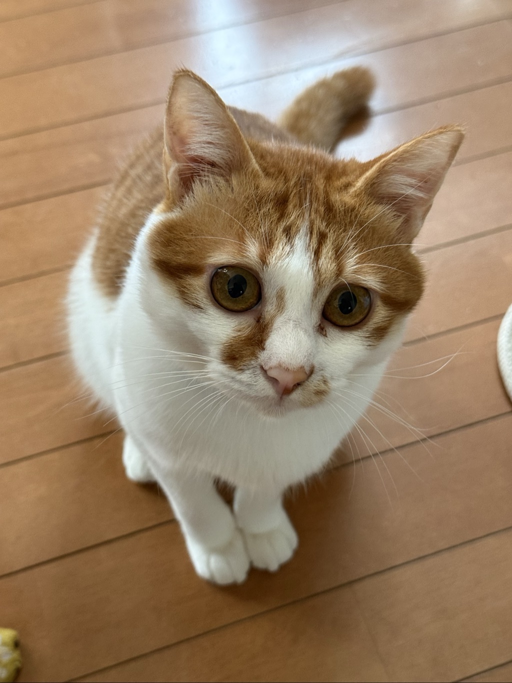 チルの写真