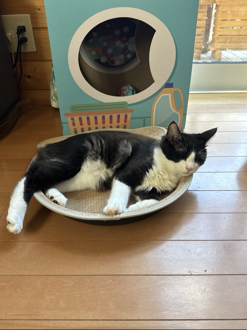 ピノの写真