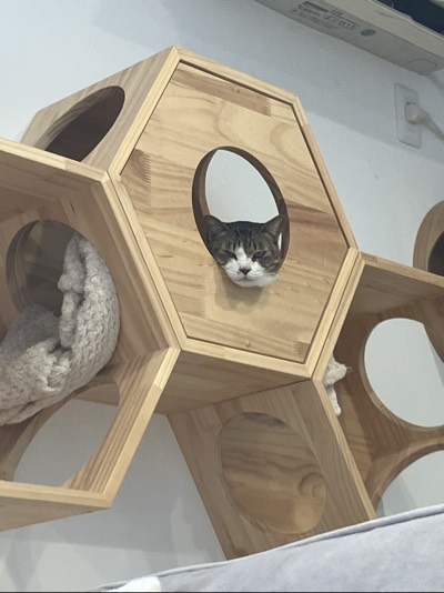 ラテの写真