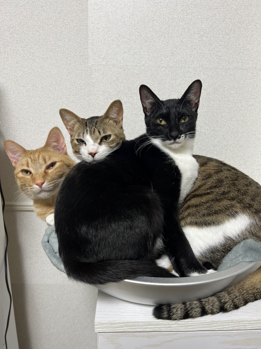 ラテの写真