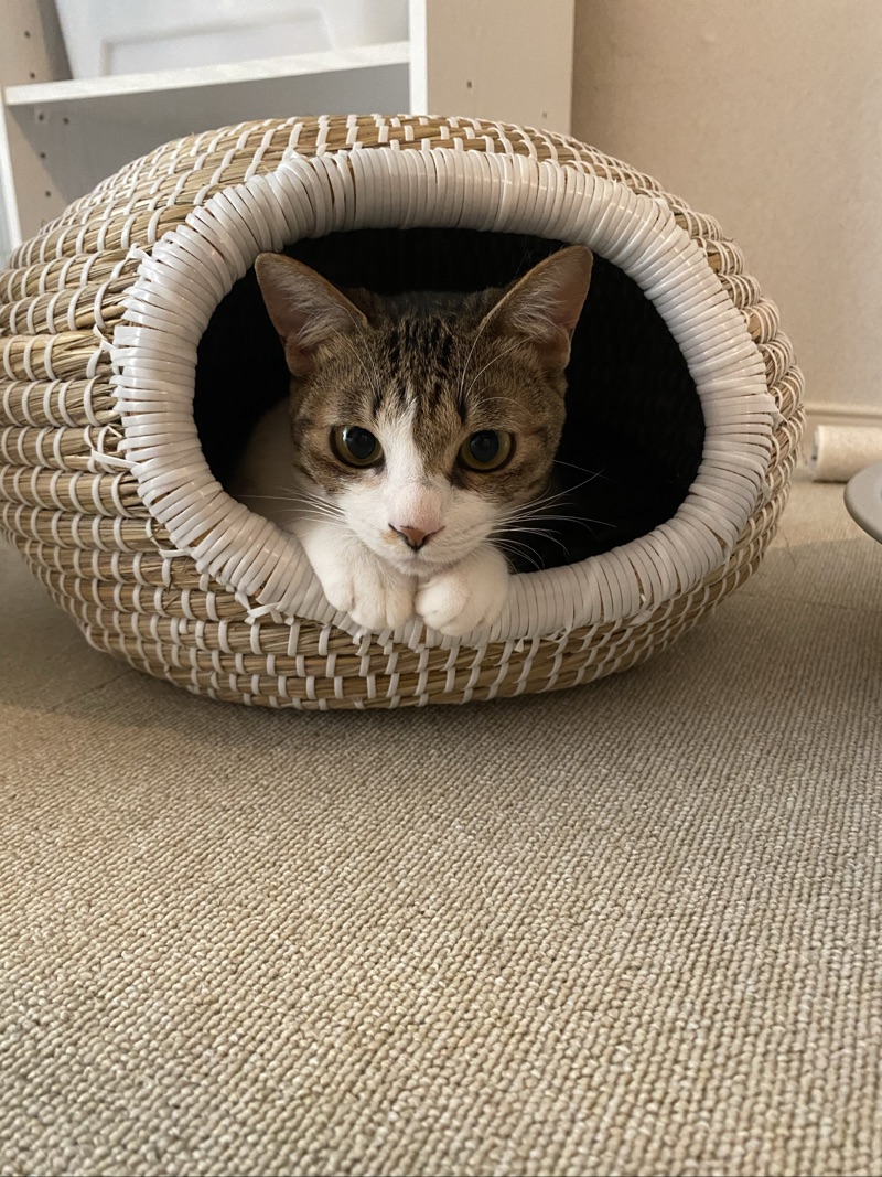 ラテの写真