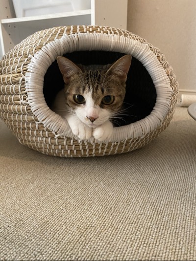 ラテの写真