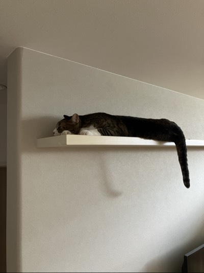 ラテの写真