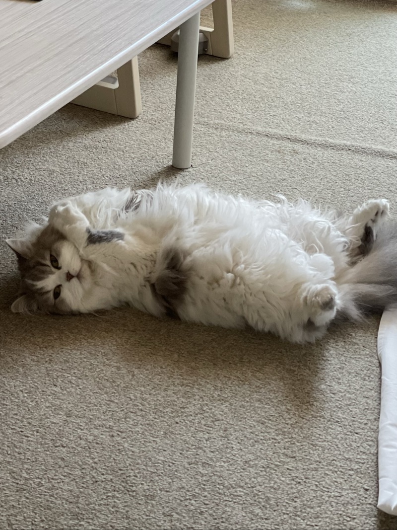 うーたんの写真