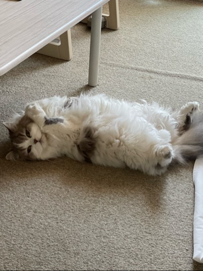 うーたんの写真