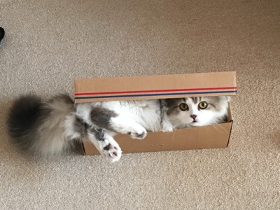 うーたんの写真