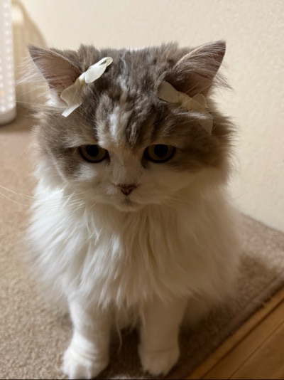 うーたんの写真