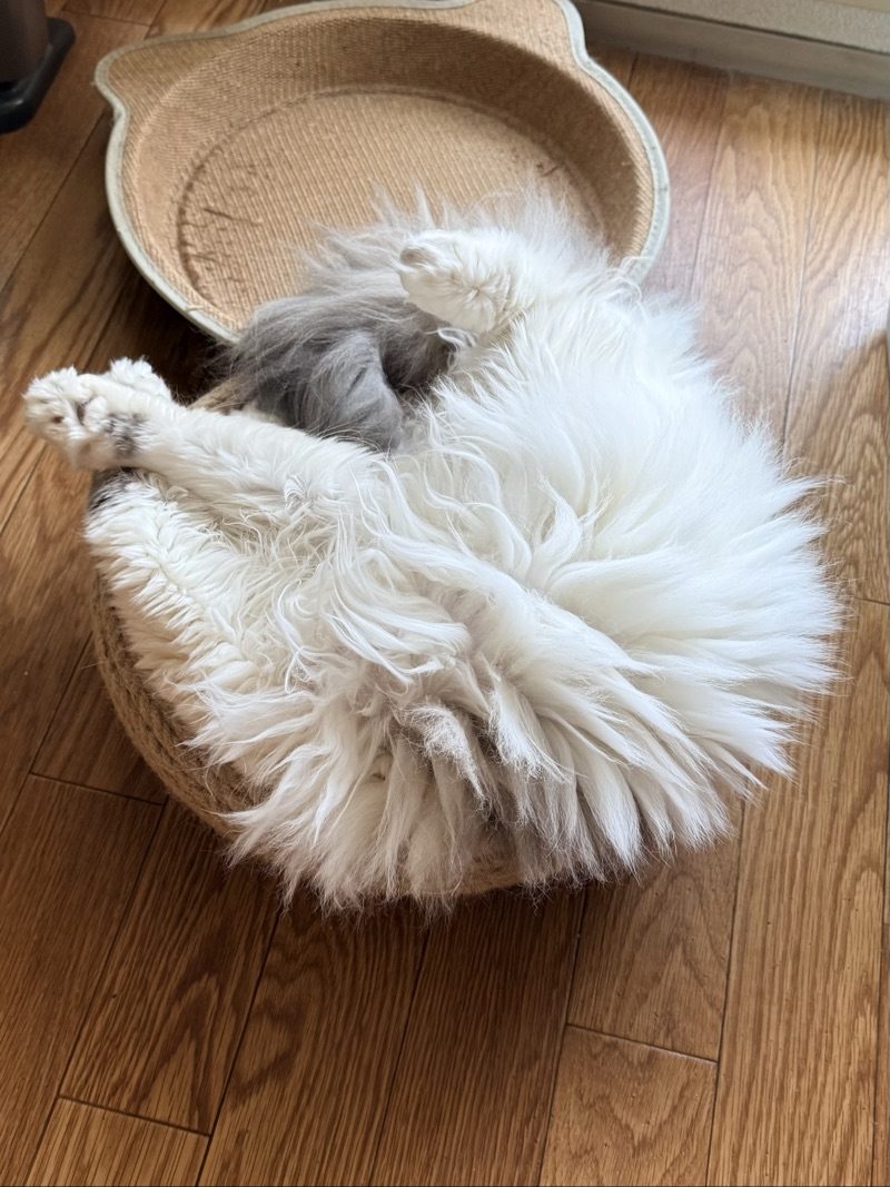 うーたんの写真