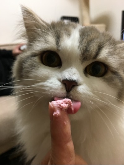 うーたんの写真
