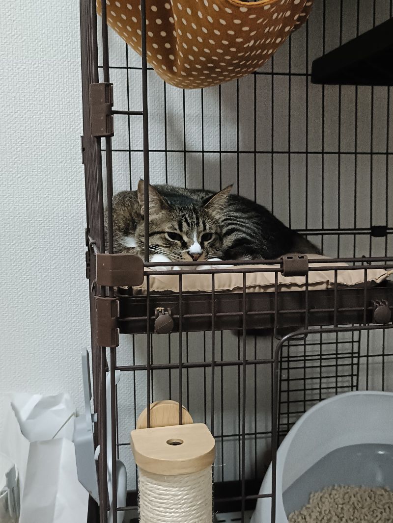 とらの写真