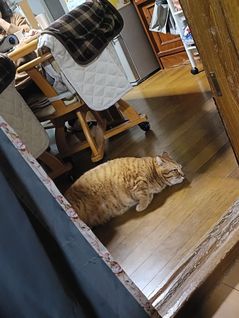 とらの写真