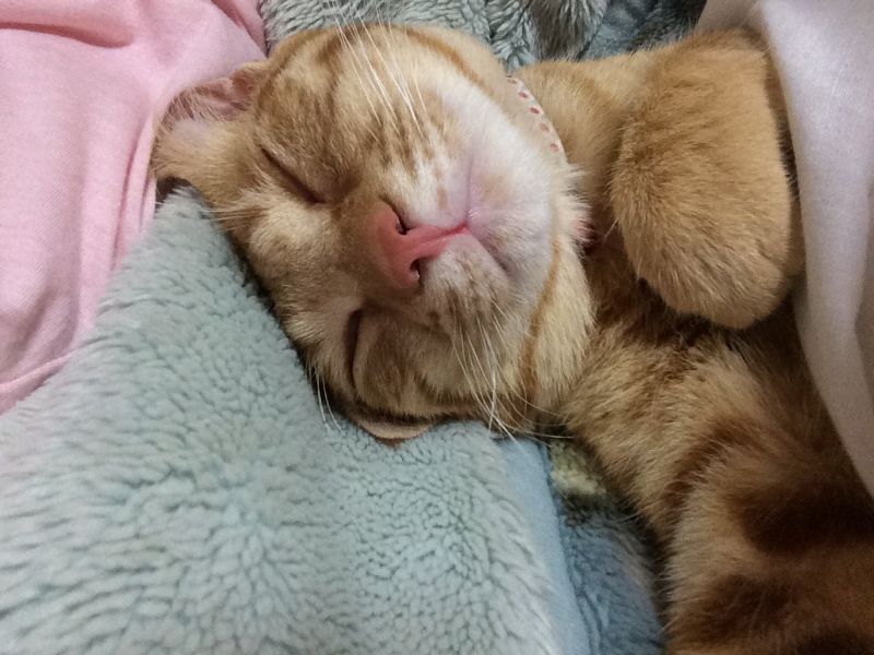 とらの写真
