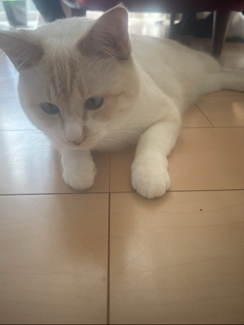 ちくわの写真