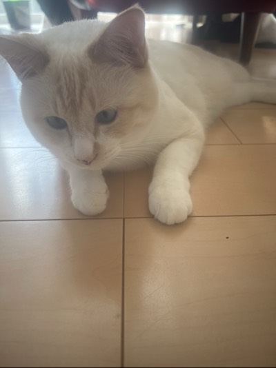 ちくわの写真