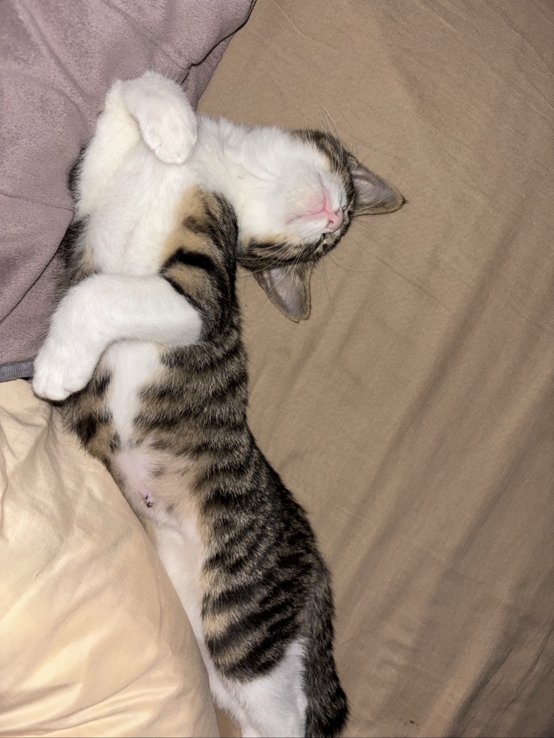 まぉの写真