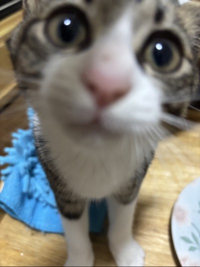 まぉの写真