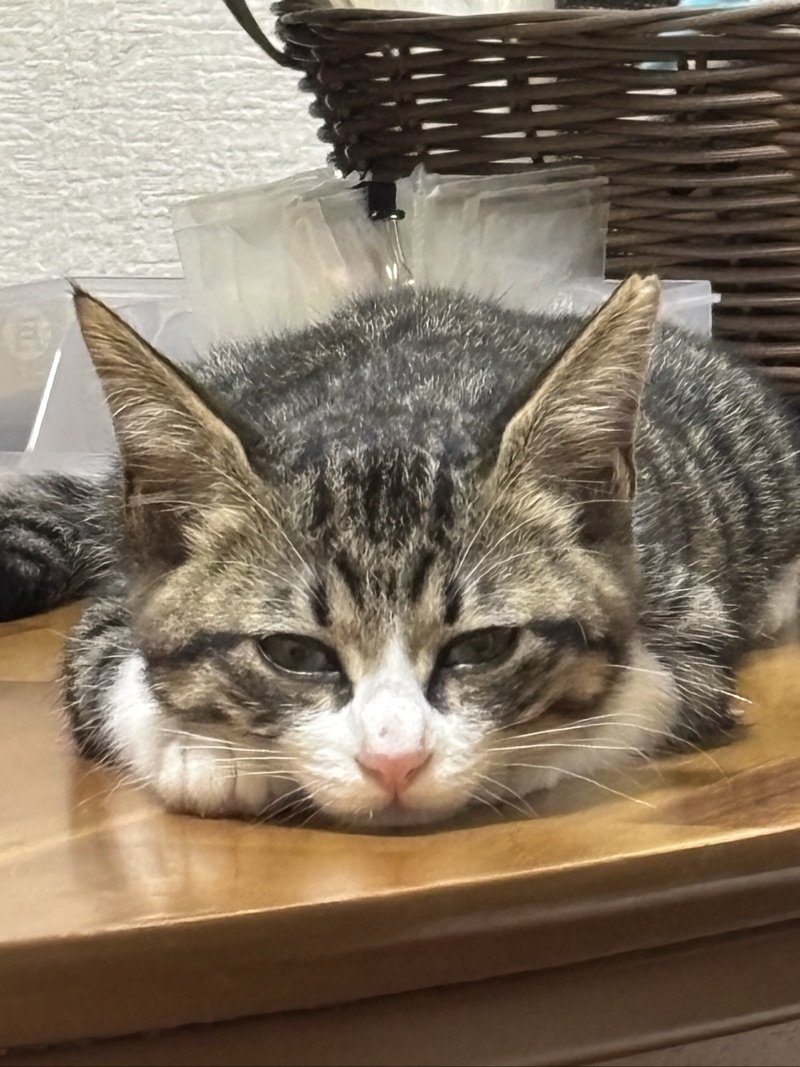 まぉの写真