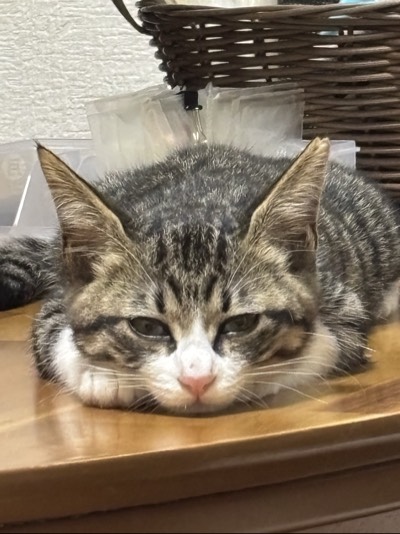 まぉの写真