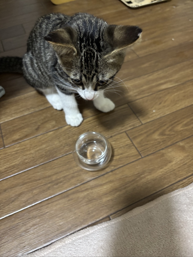 まぉの写真