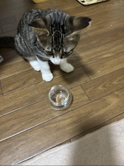 まぉの写真