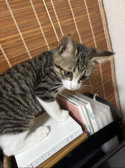 まぉの写真