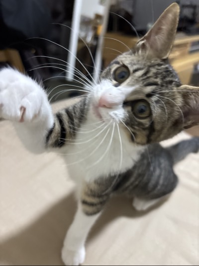 まぉの写真