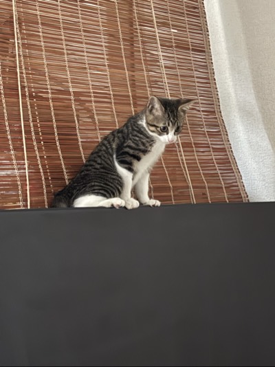 まぉの写真