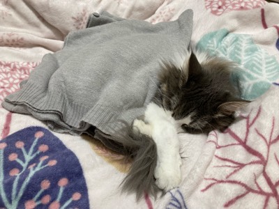 メメの写真