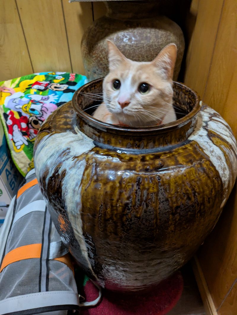こむぎの写真